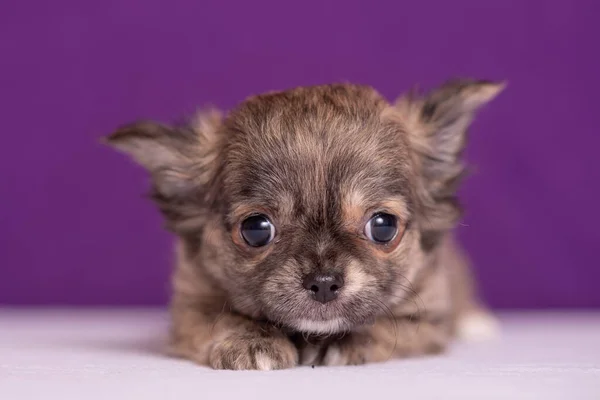 Chihuahua valp på lila bakgrund. Fint porträtt. — Stockfoto