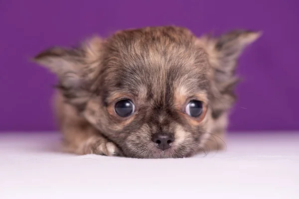 Chihuahua valp på lila bakgrund. Fint porträtt. — Stockfoto