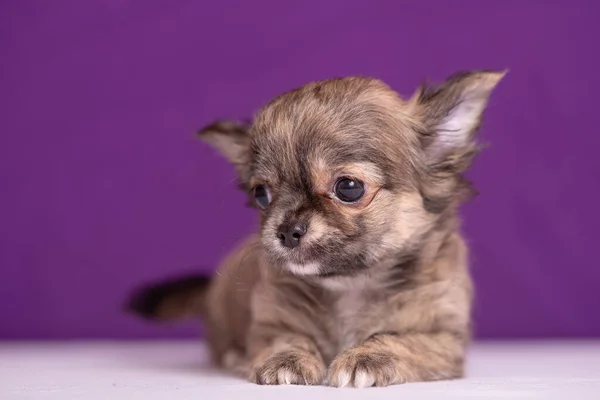 Chihuahua valp på lila bakgrund. Fint porträtt. — Stockfoto