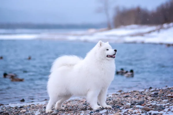 Biały pies rasy Samoyed na tle gór zimowych. — Zdjęcie stockowe