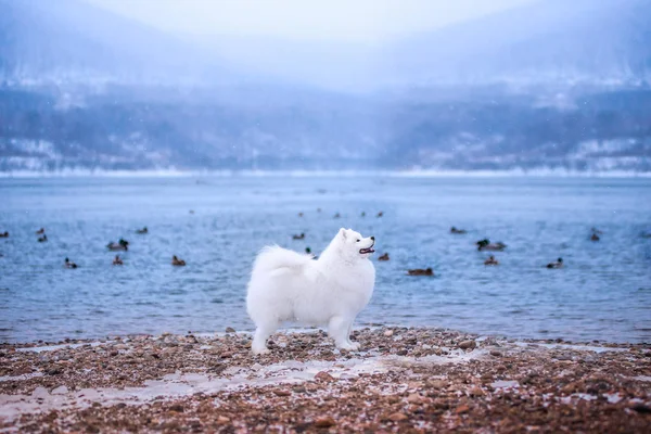 Biały pies rasy Samoyed na tle gór zimowych. — Zdjęcie stockowe