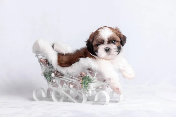 Filhote de cachorro Shih Tzu em um fundo branco com um trenó de Natal . — Fotografia de Stock