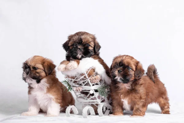 Puppy Shih Tzu σε λευκό φόντο με ένα χριστουγεννιάτικο έλκηθρο. — Φωτογραφία Αρχείου