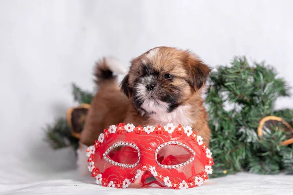 Shih Tzu puppy op witte achtergrond met kerstversiering. Kerstdecor. — Stockfoto