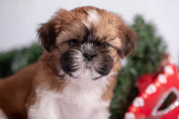 Beyaz arka planda Noel süslemeleri olan Shih Tzu köpeği. Noel dekoru.