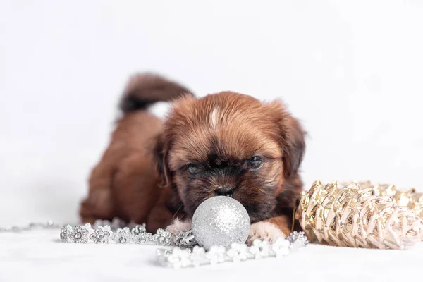 Shih Tzu κουτάβι σε λευκό φόντο με χριστουγεννιάτικα στολίδια. Χριστουγεννιάτικη διακόσμηση. — Φωτογραφία Αρχείου