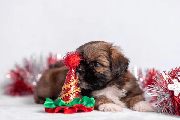 Shih Tzu puppy op witte achtergrond met kerstversiering. Kerstdecor. — Stockfoto