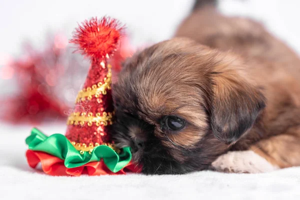 Cachorro Shih Tzu sobre fondo blanco con decoraciones navideñas. Decoración de Navidad . — Foto de Stock