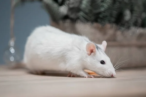 Concept du Nouvel An. Mignon rat domestique blanc dans un décor du Nouvel An. Le symbole de 2020 est un rat — Photo