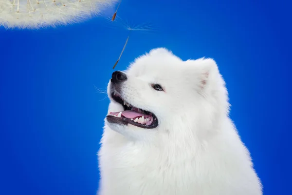 Perro blanco crianza samoyedo sobre un fondo azul en la nariz diente de león. Primer plano. — Foto de Stock