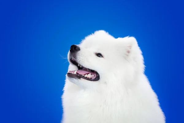 Vit hund ras Samoyed på en blå bakgrund. — Stockfoto