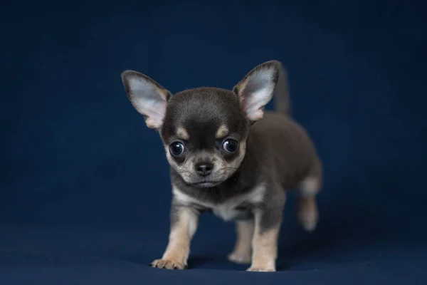 Chiot Chihuahua bleu sur fond bleu classique . — Photo