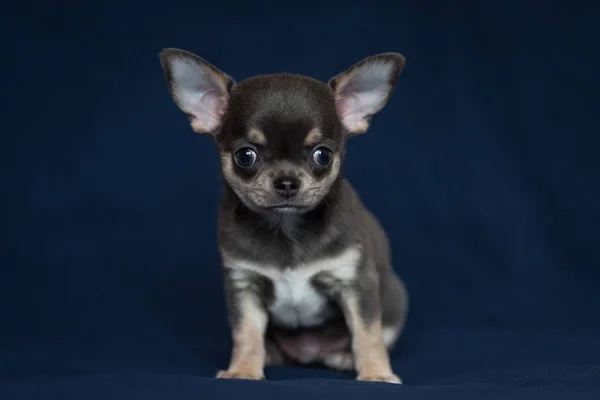 Blue Chihuahua puppy on a classic blue background. — 스톡 사진