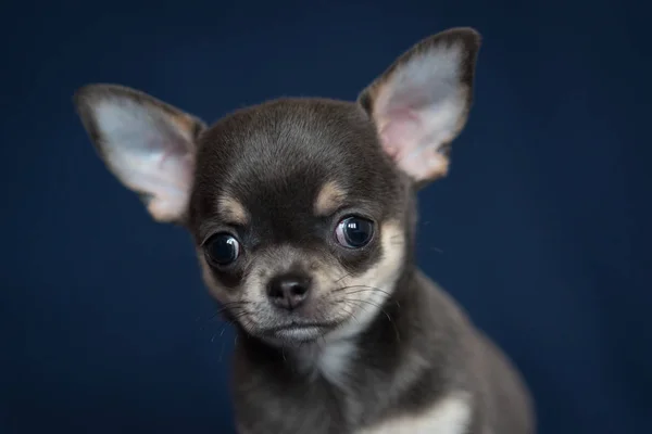 Blå Chihuahua valp på en klassisk blå bakgrund. — Stockfoto