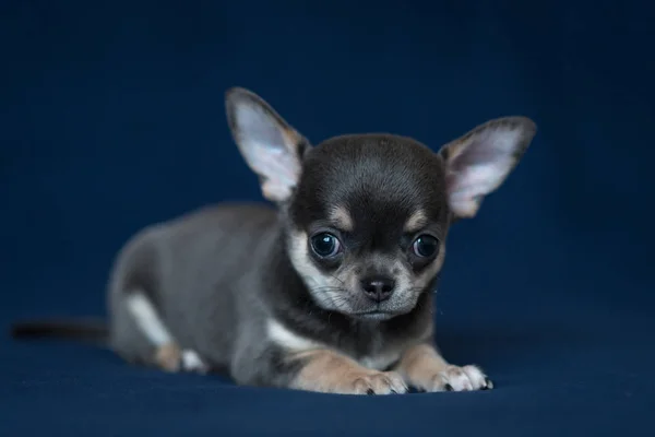 Chiot Chihuahua bleu sur fond bleu classique . — Photo