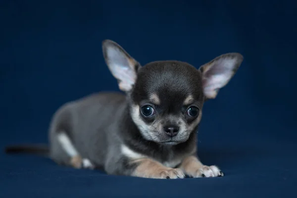 Blå Chihuahua valp på en klassisk blå bakgrund. — Stockfoto