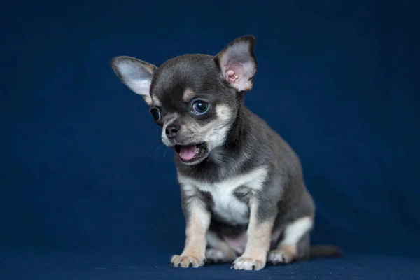 Blå Chihuahua valp på en klassisk blå bakgrund. — Stockfoto