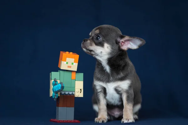 Cachorro Chihuahua azul sobre un fondo azul clásico . —  Fotos de Stock