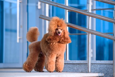 Köpek çiftleşmesi küçük kaniş şeftali rengi alışveriş merkezinde duruyor..