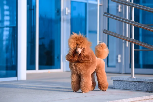 Köpek çiftleşmesi küçük kaniş şeftali rengi alışveriş merkezinde duruyor..