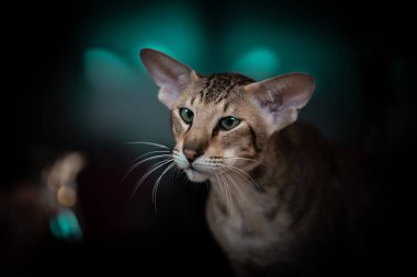 Beautiful portrait of an Oriental cat on a black background.