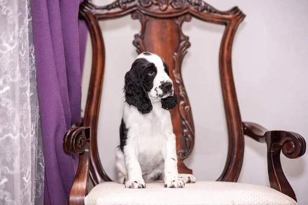 Rust Welsh Springer Spaniel Hond — Stockfoto