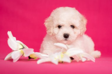 White Bichon puppy on a pink background with flowers.