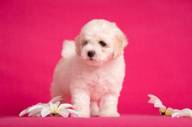 White Bichon puppy on a pink background with flowers.