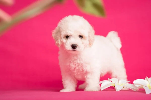 Cãozinho branco Bichon em um fundo rosa com flores . — Fotografia de Stock