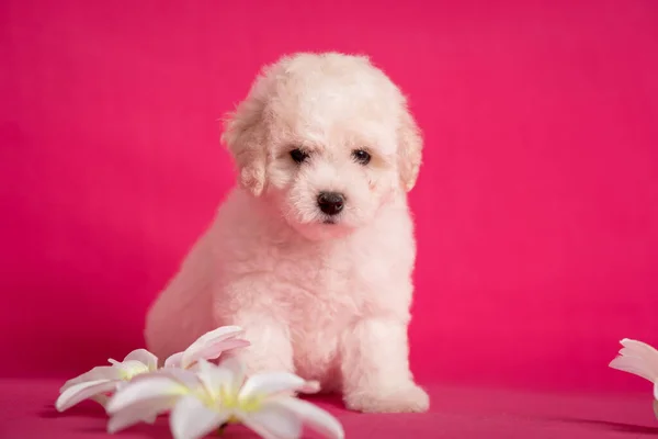 Cãozinho branco Bichon em um fundo rosa com flores . — Fotografia de Stock