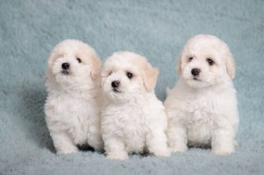 White Bichon puppy on a blue background with flowers.