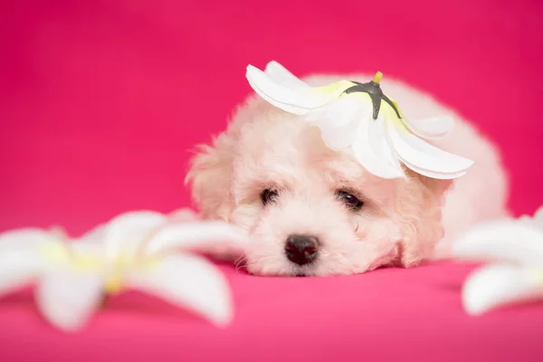 Cãozinho branco Bichon em um fundo rosa com flores . — Fotografia de Stock