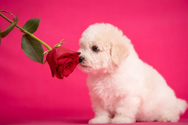 White Bichon puppy on a pink background with flowers.