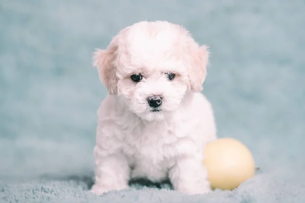White Bichon puppy on a blue background with flowers. — 스톡 사진