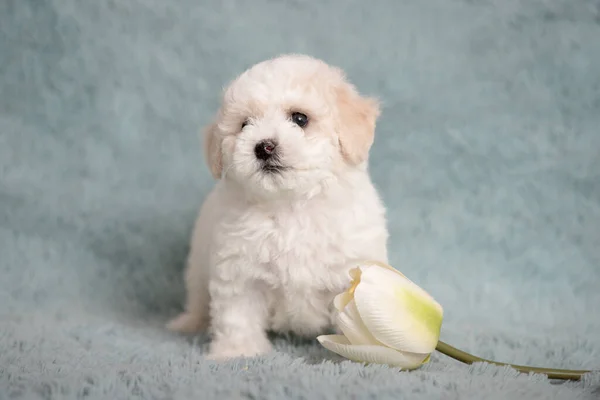 White Bichon puppy on a blue background with flowers.