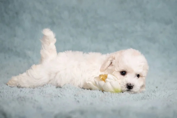 Alb catelus Bichon pe un fundal albastru cu flori . — Fotografie, imagine de stoc