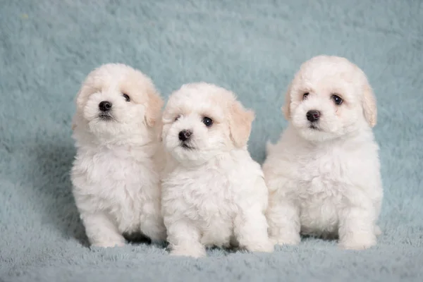 White Bichon puppy on a blue background with flowers. — 스톡 사진