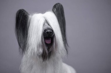 Portrait of a white sky Terrier on a gray background. clipart