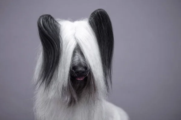 Portrait of a white sky Terrier on a gray background. — Stock Photo, Image