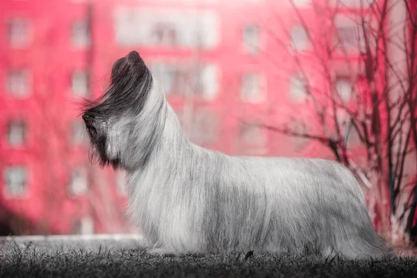 Sky Terrier i en stamtavla står i en glänta nära huset. — Stockfoto