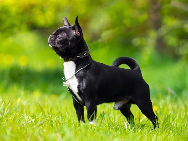 Kara Chihuahua, Yazın güneşli çayırlarda.