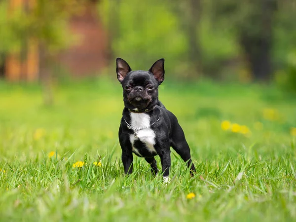 Chihuahua negro, en el verano en el prado soleado. — Foto de Stock