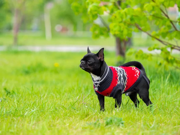 奇瓦瓦犬在草地上冲向摄像机 — 图库照片