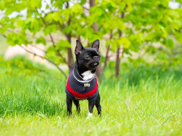 Chihuahua negro, en el verano en el prado soleado. — Foto de Stock