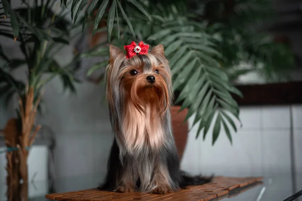 Yorkshire Terrier in the interior. Beautiful grooming. — Stock Photo, Image