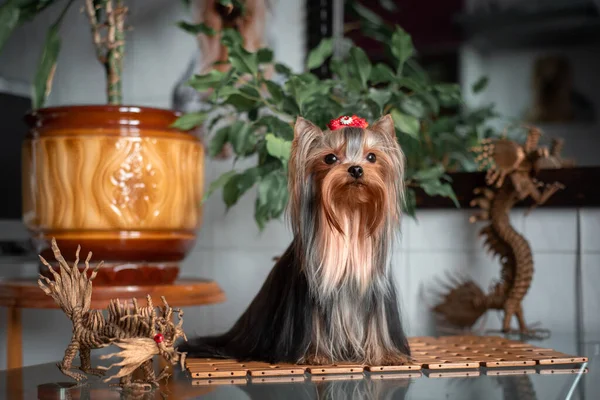 Yorkshire Terrier en el interior. Hermoso aseo . —  Fotos de Stock