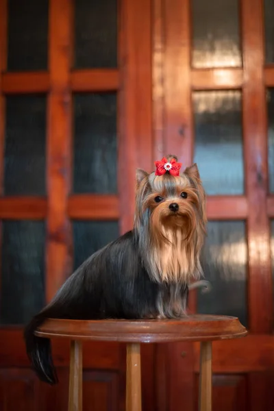 Yorkshire Terrier en el interior. Hermoso aseo . —  Fotos de Stock