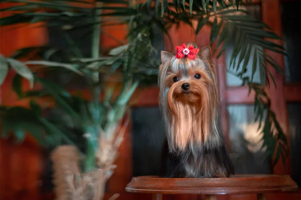 Yorkshire Terrier in the interior. Beautiful grooming. — Stock Photo, Image