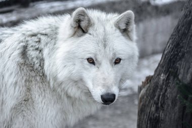 Arctic Wolf Canis lupus arctos namı diğer Kutup Kurdu veya Beyaz Kurt - Baharın başlarında kutup kurdunun portresi.