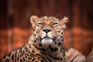 Güzel bakımlı bir leopar güneşin tadını çıkarıyor..